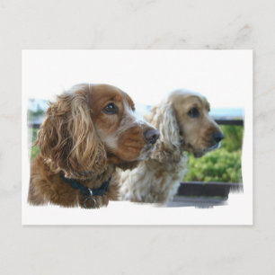 English Cocker Spaniel vykort