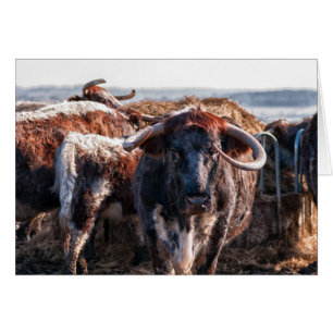 English Longhorns Hälsningskort