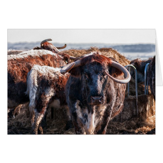 English Longhorns Hälsningskort (Framsidan Horizontal)