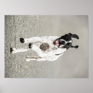 English Pointer Poster