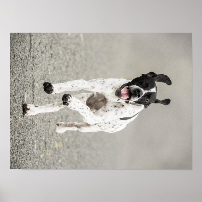 English Pointer Poster (Framsidan)