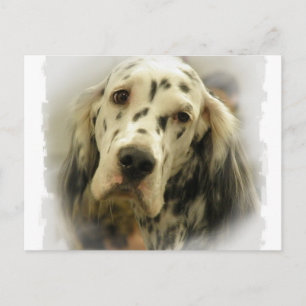 English Setter Postkort Vykort