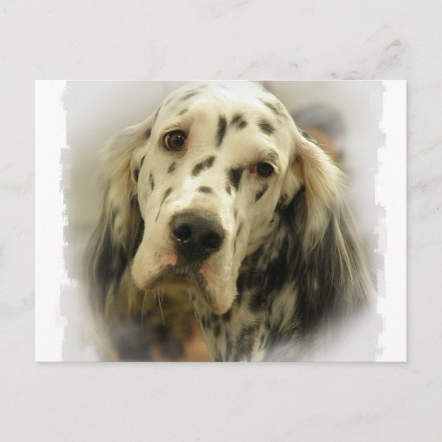 English Setter Postkort Vykort (Framsida)