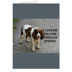 English spaniel lw kärlek w picc hälsningskort