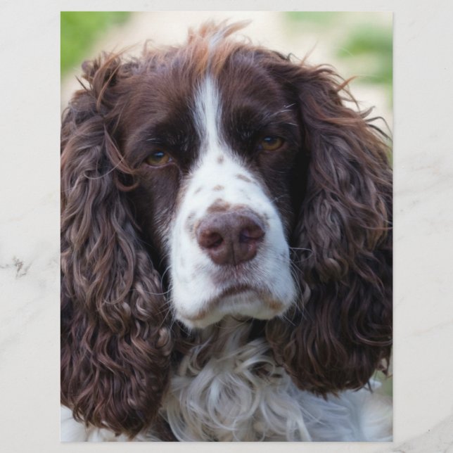 English spaniel.png (Framsida)