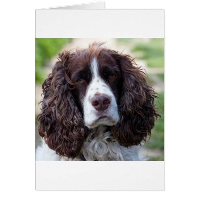 English spaniel.png hälsningskort (Framsidan)