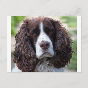 English spaniel.png vykort