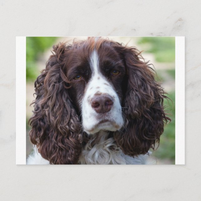 English spaniel.png vykort (Framsida)