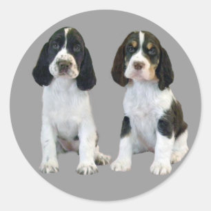 English Springer Spain Puppies Sticker Runt Klistermärke