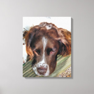 ENGLISH SPRINGER SPANIEL CANVASTRYCK