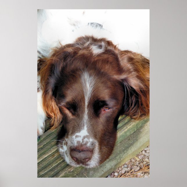 ENGLISH SPRINGER SPANIEL POSTER (Framsidan)