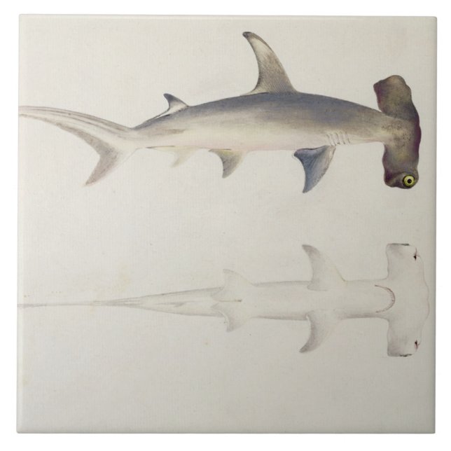 Enhövdad haj, Loheia som tillskrivas förr Kakelplatta (Framsidan)