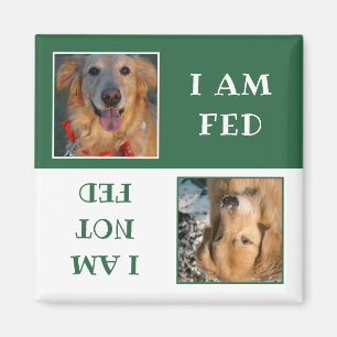 Enkel Grönt Vit Hund Matat Foto Magnet