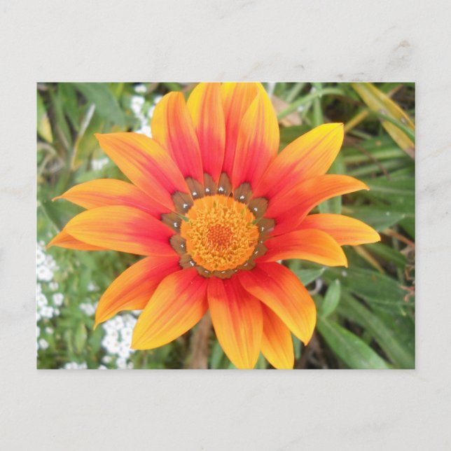 Enkel ljus orange blomma vykort (Framsida)