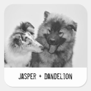 Enkel, modern Anpassningsbar Pet eller personfoto Fyrkantigt Klistermärke