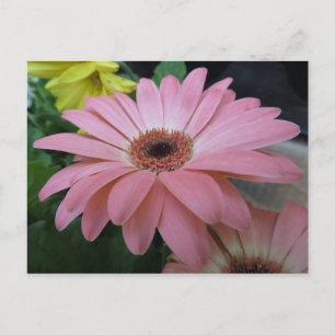 Enkel rosa blomma vykort
