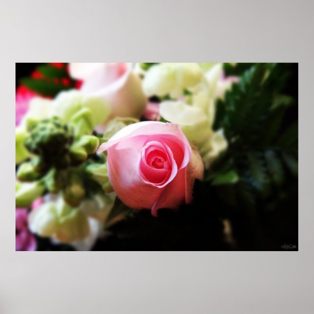 enkel rosa ros fotografering tryck (Framsidan)