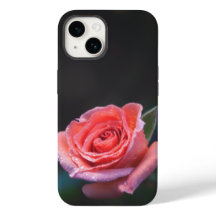 Enkel rosa ros med dagg