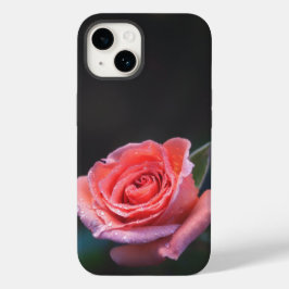 Enkel rosa ros med dagg
