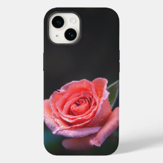 Enkel rosa ros med dagg