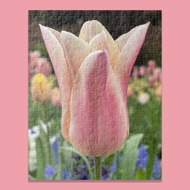 Enkel tulpanblomma i trädgården Skagit Valley Pussel (Skapare uppladdad)