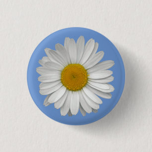 Enkel vit Daisy blomma på ljusblå Knapp