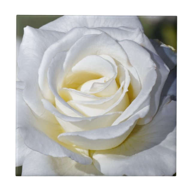Enkel vit ros blommar kakelplatta (Framsidan)