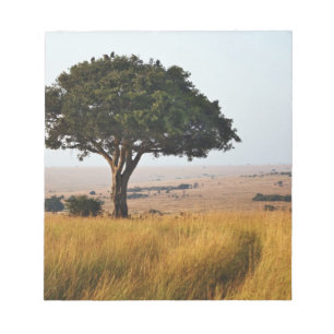 Enkelakacia träd på grässlätter, Masai Mara. Anteckningsblock