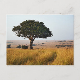 Enkelakacia träd på grässlätter, Masai Mara. Vykort