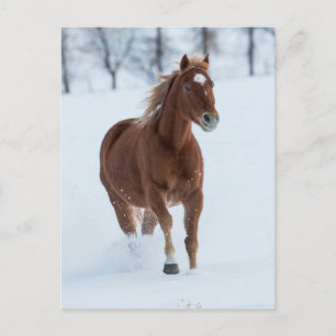 Enkelhäst i Snö Vykort