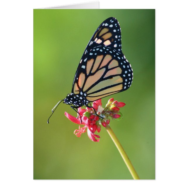 Enkelhet Hälsningskort (Framsidan)