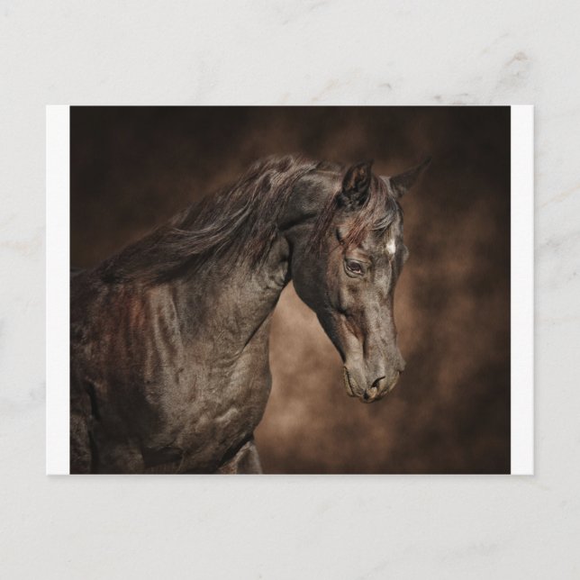 Enkelhingsten Vykort (Framsida)