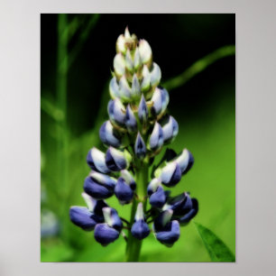 Enkelt blå blomsterfärgseffekt poster