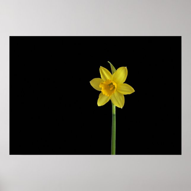 Enkelt daffodil poster (Framsidan)