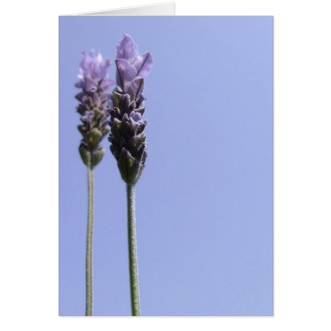 Enkelt Lavender Flower Card Hälsningskort (Framsidan)
