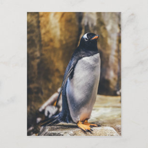 Enkelt penguin-vykort vykort