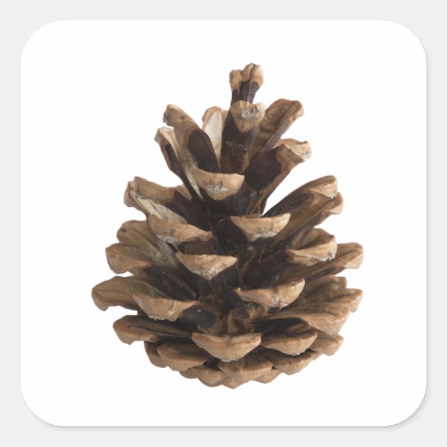 Enkelt pinekon fyrkantigt klistermärke (Framsida)