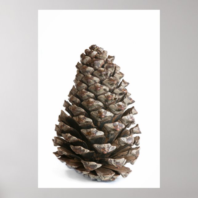 Enkelt pinekon poster (Framsidan)