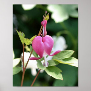 Enkelt Rosa Blödning Hjärtat Flower Poster