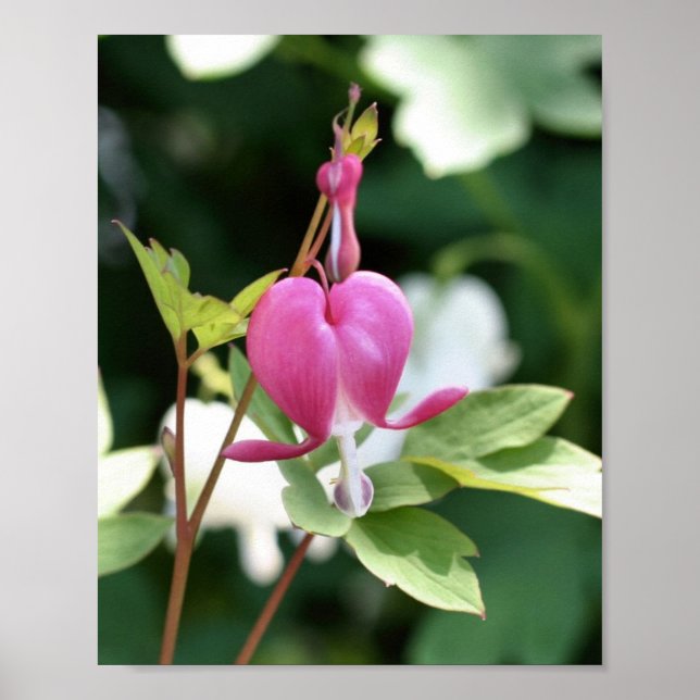 Enkelt Rosa Blödning Hjärtat Flower Poster (Framsidan)