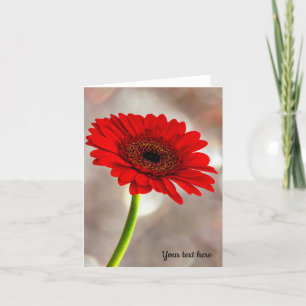 Enkelt rött Gerbera-mappat gratulationskort Kort