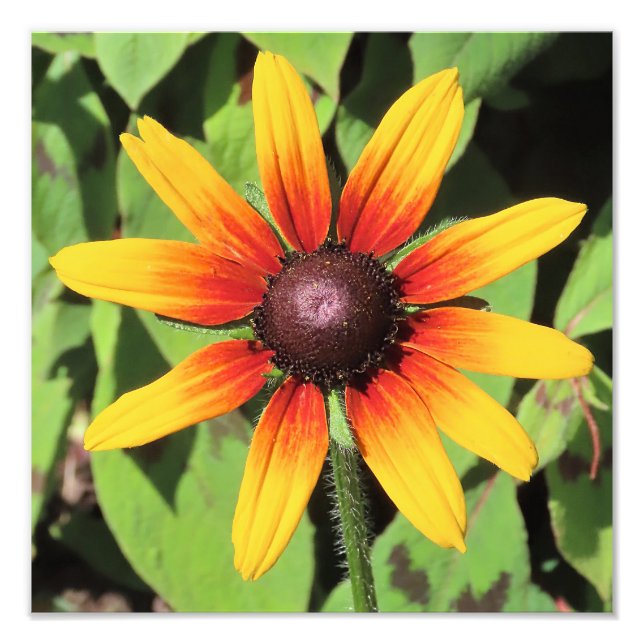 Enkelt Rudbeckia Flower-fotoutskrift Fototryck (Framsidan)