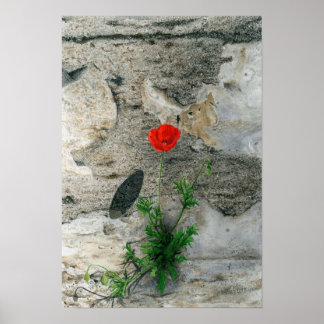 Enkelt rundad skugga poster