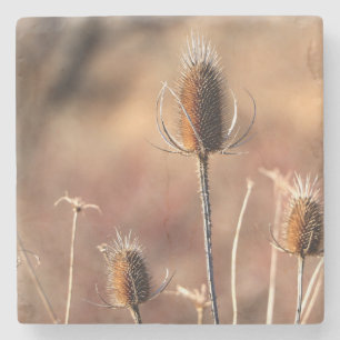 Enkelt Thistle Underlägg Sten