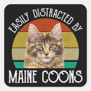 Enkelt utspridd av maine Coons Fyrkantigt Klistermärke