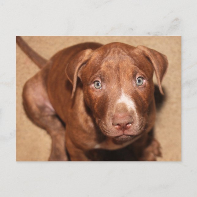 Enkelt valp vykort (Framsida)