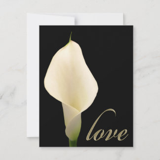 Enkelvit kalla lily