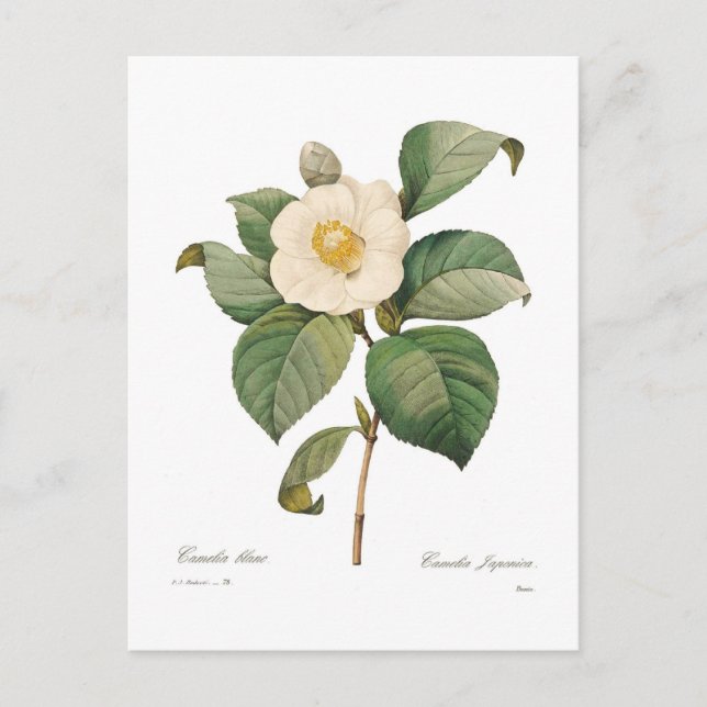 Enkelvit kamellia vykort (Framsida)
