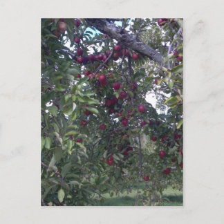 Enkla livslånga leasingavtal vykort