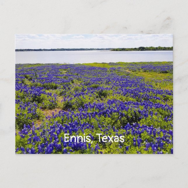 Ennis Bluebonnet från Sjö Bardwell Postcard Vykort (Framsida)